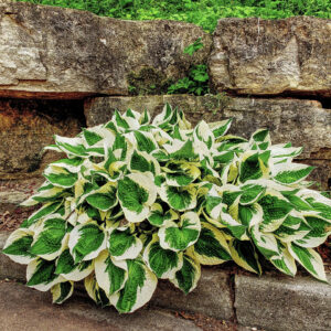 Hosta leaves blooming on the grounds of Our Lady of Guadalupe Shrine in La Crosse, Wisconsin.