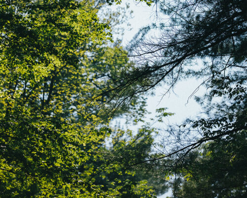 Forest and sky view from Shrine Pilgrim Path