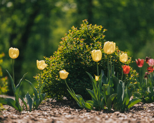 Spring Tulips Planted at the Guadalupe Shrine