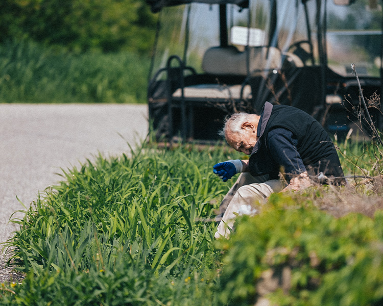 Shrine Volunteer weeding in tall grass