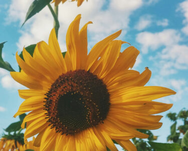 Sunflower sky background