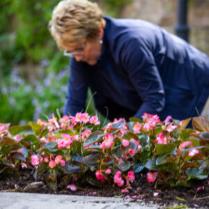 Spring Planting Days at the Shrine of Our Lady of Guadalupe in La Crosse, Wisconsin volunteer planting pink flowers